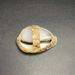 Vintage Unique Asbury Park NJ Souvenir Collectible Basket Shaped Cowrie Shell